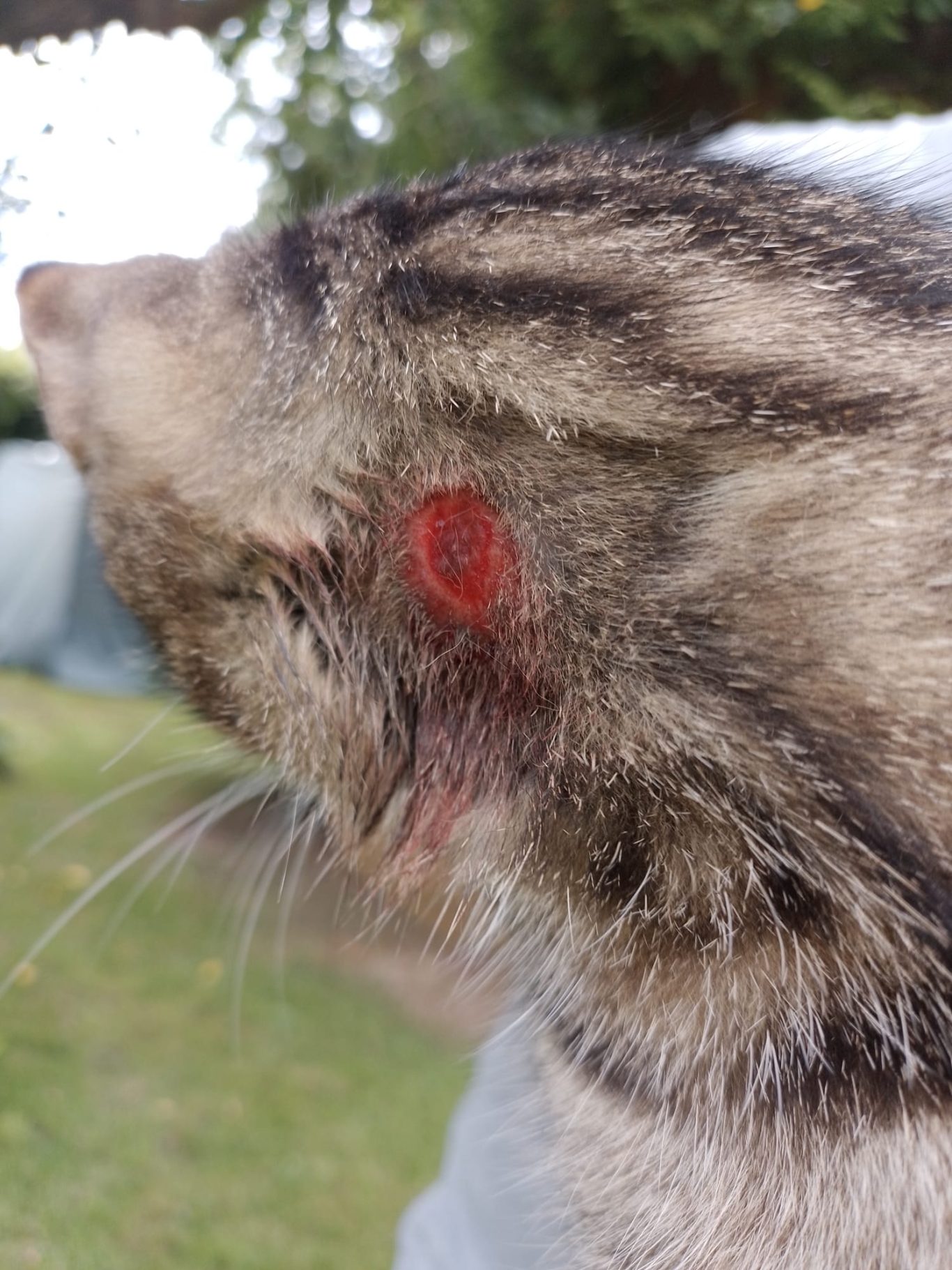 Aromatherapie bei einer Katze